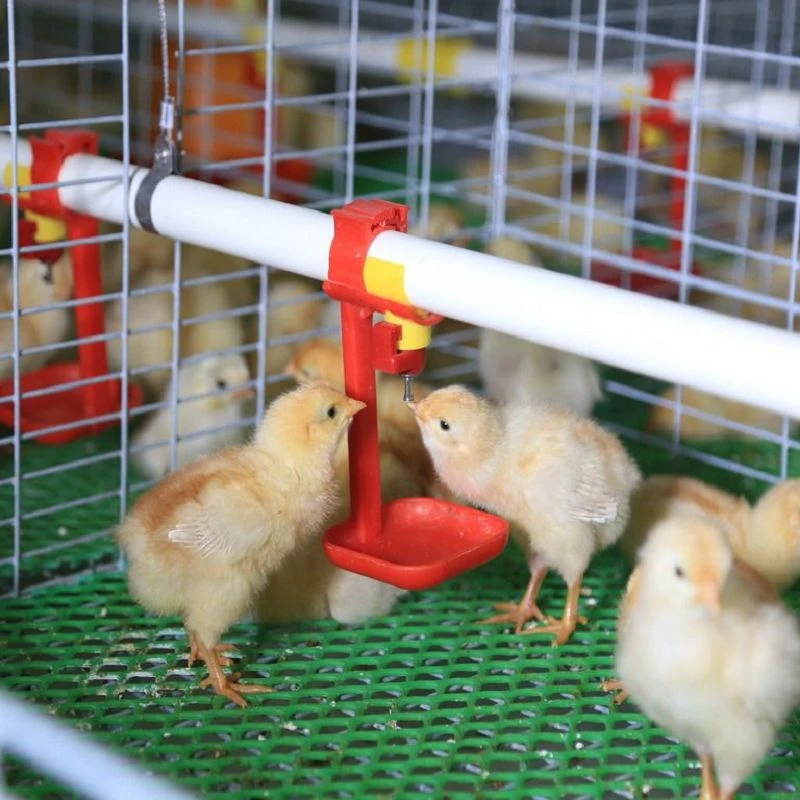 Hệ thống cấp nước lồng gà hậu bị